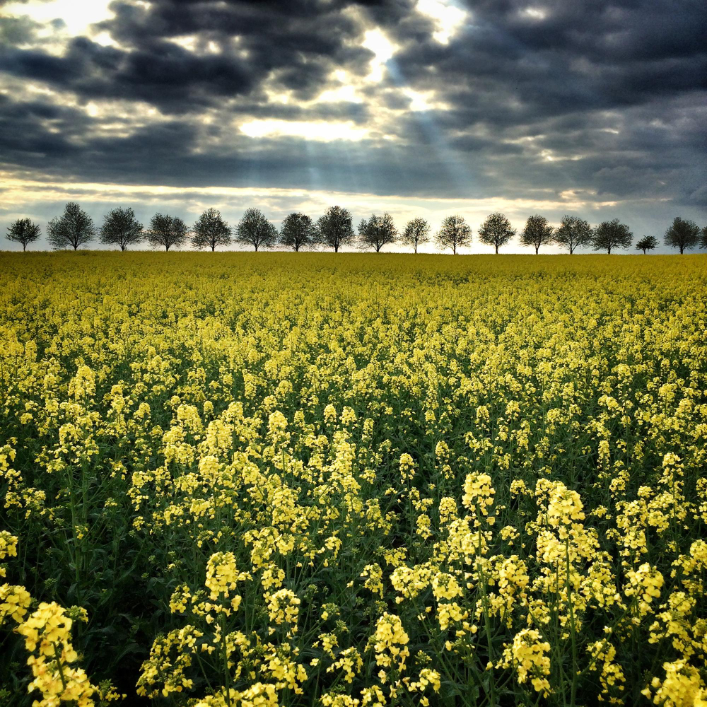 Mustard Seeds